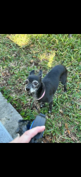 Lost Female Dog last seen Riverdale rise and legacy bright., Riverview, FL 33578