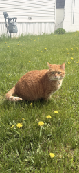 Lost Female Cat last seen Lancater, Moorhead, MN 56560