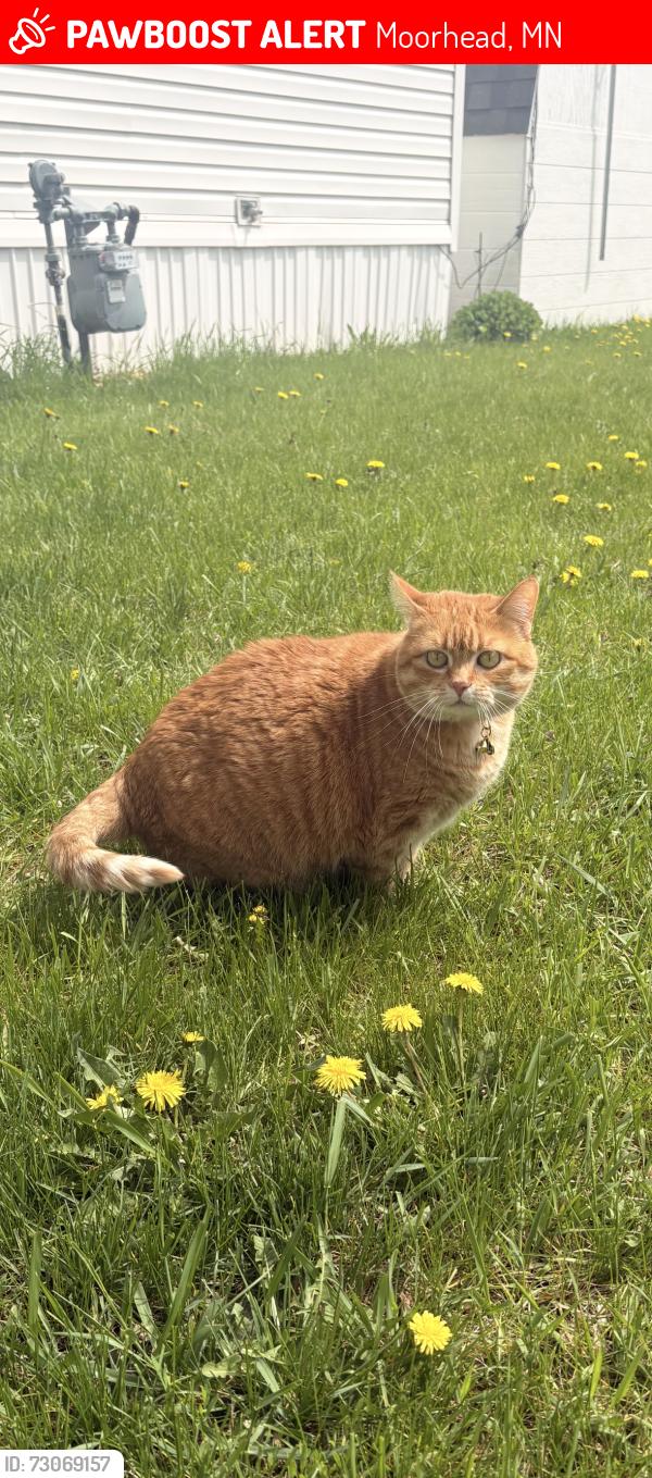 Lost Female Cat last seen Lancater, Moorhead, MN 56560