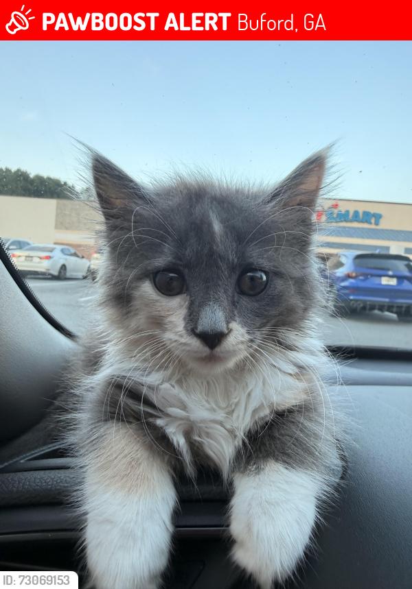 Lost Female Cat last seen Near Castleberry Ln, Buford, GA 30518 (Castleberry Lane neighborhood), Buford, GA 30518