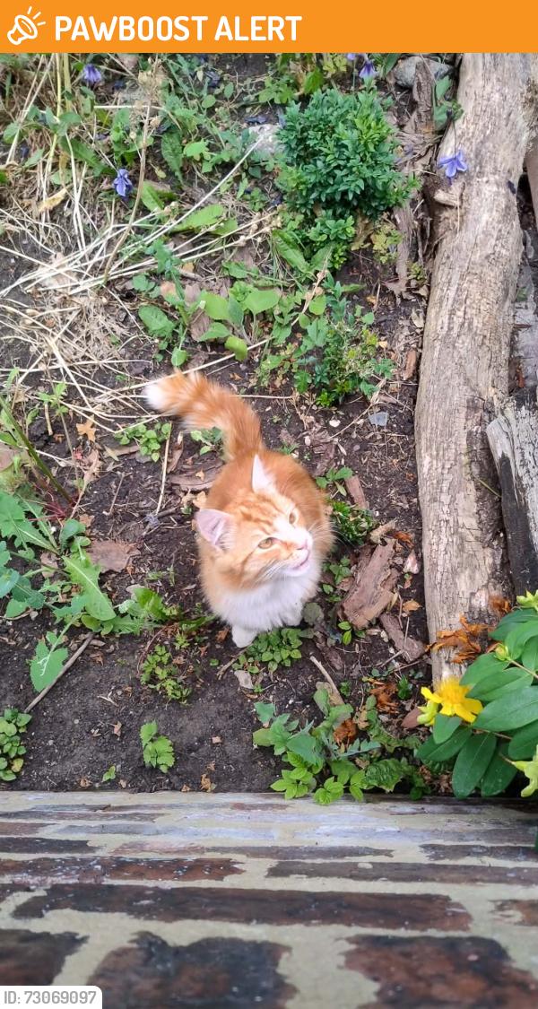 Found/Stray Male Cat last seen 33-37 Jarratt Street gardens, South Yorkshire, England DN1