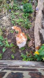 Found/Stray Male Cat last seen 33-37 Jarratt Street gardens, South Yorkshire, England DN1