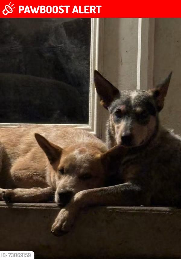 Lost Male Dog last seen Near and 419, Williamson County, TX 76574