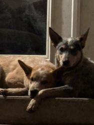 Lost Male Dog last seen Near and 419, Williamson County, TX 76574