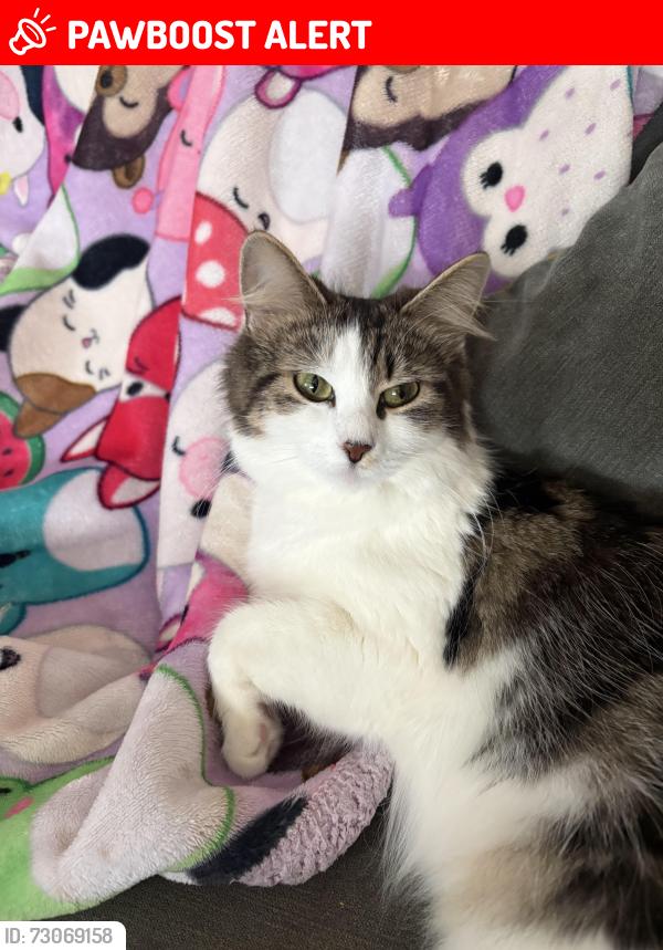 Lost Female Cat last seen Letham, East Lothian, Scotland EH41