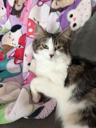 Lost Female Cat last seen Letham, East Lothian, Scotland EH41