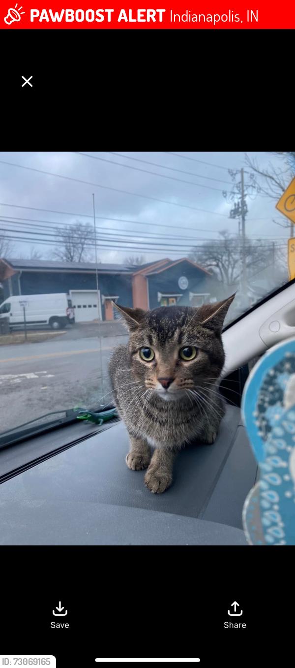 Lost Female Cat last seen Stop 11 and US 31, Indianapolis, IN 46227