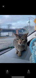 Lost Female Cat last seen Stop 11 and US 31, Indianapolis, IN 46227