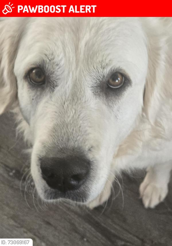 Lost Female Dog last seen Elder creek, Riverside County, CA 92536
