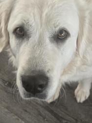 Lost Female Dog last seen Elder creek, Riverside County, CA 92536
