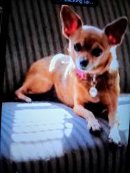 Lost Female Dog last seen 60th and seneca, Wichita, KS 67217