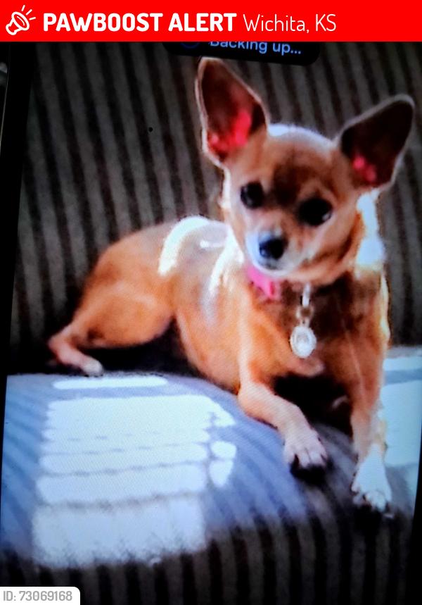 Lost Female Dog last seen 60th and seneca, Wichita, KS 67217