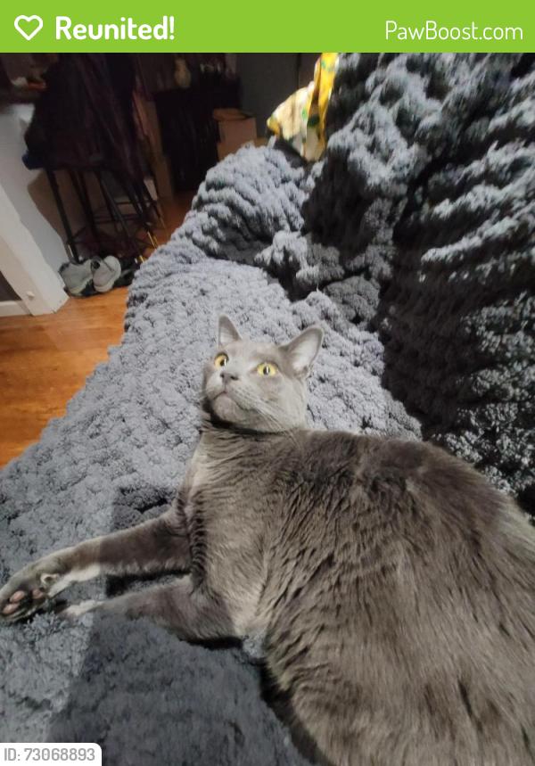 Reunited Male Cat last seen Warwick rd, Somerdale, NJ 08083