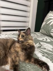 Reunited Female Cat last seen Guelph st Oshawa Ontario , Oshawa, ON 