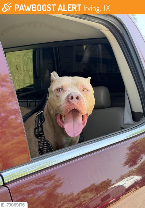 Found/Stray Male Dog last seen 6th St and McArthur Blvd, Irving, TX 75060