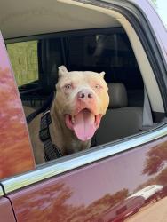 Found/Stray Male Dog last seen 6th St and McArthur Blvd, Irving, TX 75060