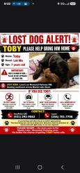 Lost Male Dog last seen Mastin lake rd, Huntsville, AL 35810
