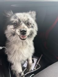 Found/Stray Unknown Dog last seen Lanark and Mammoth, Los Angeles, CA 91402