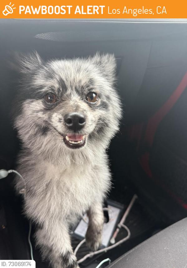 Found/Stray Unknown Dog last seen Lanark and Mammoth, Los Angeles, CA 91402