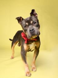 Shelter Stray Male Dog last seen Near EDWIN PL NW, Atlanta, , 1251 Fulton Industrial Blvd NW, Atlanta, GA 30336, USA
