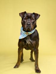 Shelter Stray Male Dog last seen Near Rucker Rd., Alpharetta, GA, 1251 Fulton Industrial Blvd NW, Atlanta, GA 30336, USA