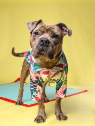 Shelter Stray Male Dog last seen Near muse st, Atlanta, GA, 1251 Fulton Industrial Blvd NW, Atlanta, GA 30336, USA
