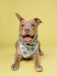 Shelter Stray Male Dog last seen Near Camp Creek Pkwy, East Point, GA, 1251 Fulton Industrial Blvd NW, Atlanta, GA 30336, USA