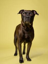 Shelter Stray Male Dog last seen Near Elbridge Dr., Atlanta, GA, 1251 Fulton Industrial Blvd NW, Atlanta, GA 30336, USA