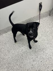 Shelter Stray Male Dog last seen Near Milton ave, Atlanta, GA, 1251 Fulton Industrial Blvd NW, Atlanta, GA 30336, USA