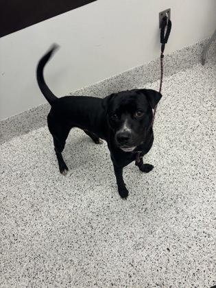 Shelter Stray Male Dog last seen Near Milton ave, Atlanta, GA, 1251 Fulton Industrial Blvd NW, Atlanta, GA 30336, USA