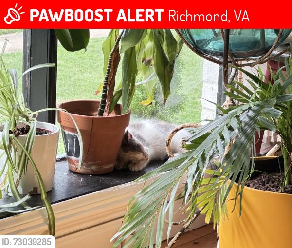 Lost Female Cat last seen We found her! Thank you all!!!, Richmond, VA 23223