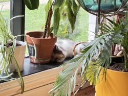 Lost Female Cat last seen We found her! Thank you all!!!, Richmond, VA 23223