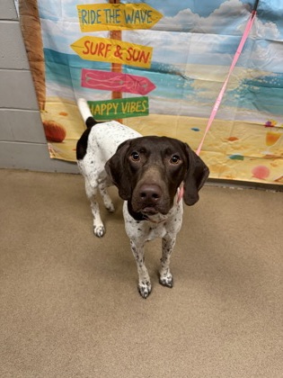 Shelter Stray Male Dog last seen Near Oak Ridge PL, 29642, Anderson County, SC, 1320 US-29, Anderson, SC 29626, USA