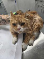 Shelter Stray Female Cat last seen Near Seaton Way, Sevier County ACO, TN, 1008 Old Knoxville Hwy, Sevierville, TN 37862, USA