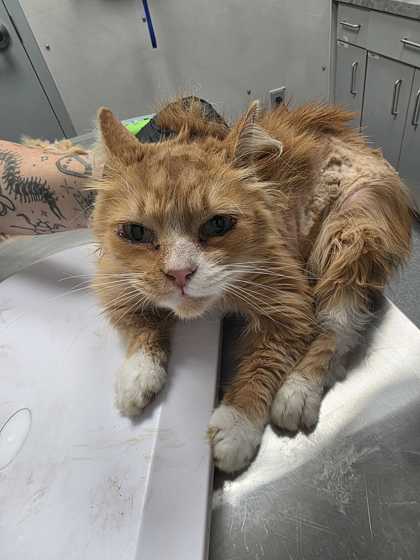 Shelter Stray Female Cat last seen Near Seaton Way, Sevier County ACO, TN, 1008 Old Knoxville Hwy, Sevierville, TN 37862, USA