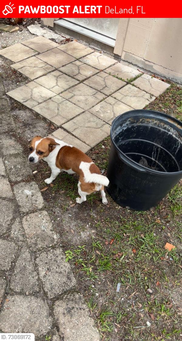 Lost Male Dog last seen Near east georgia ave, DeLand, FL 32724