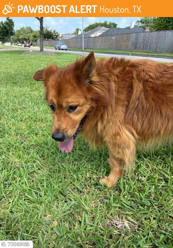 Found/Stray Unknown Dog last seen Pembridge, Houston, TX 77035