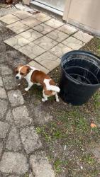 Lost Male Dog last seen Near east georgia ave, DeLand, FL 32724