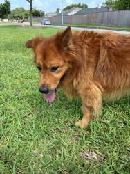 Found/Stray Unknown Dog last seen Pembridge, Houston, TX 77035