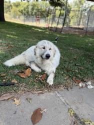 Lost Male Dog last seen Shawnee and Allen road (352 and Allen rd) also seen on Bella chapel rd, Red Oak, TX 75154