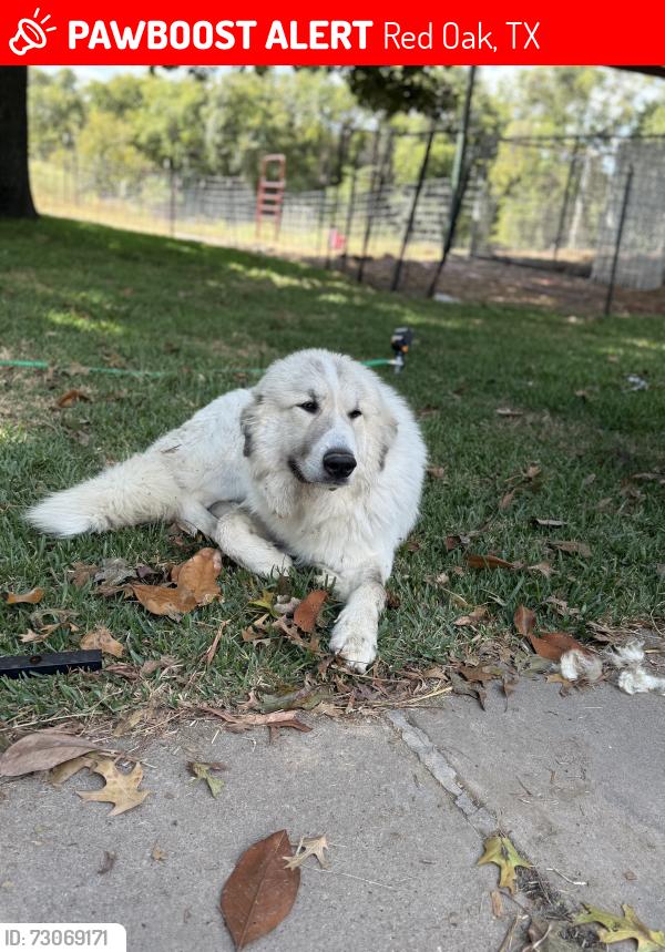 Lost Male Dog last seen Shawnee and Allen road (352 and Allen rd) also seen on Bella chapel rd, Red Oak, TX 75154
