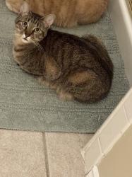 Lost Female Cat last seen Virginia and Custer, McKinney, TX 75072