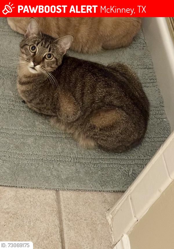Lost Female Cat last seen Virginia and Custer, McKinney, TX 75072