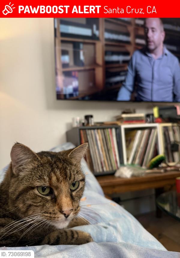 Lost Female Cat last seen Chestnut, Santa Cruz, CA 95060