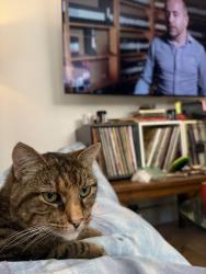 Lost Female Cat last seen Chestnut, Santa Cruz, CA 95060