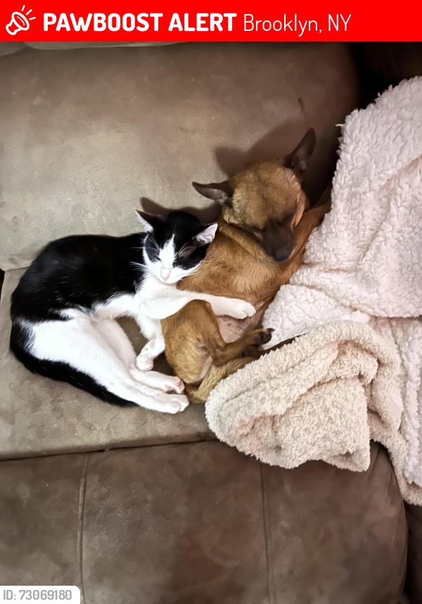 Lost Male Cat last seen Newport , Brooklyn, NY 11212