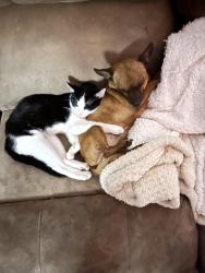 Lost Male Cat last seen Newport , Brooklyn, NY 11212