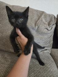 Found/Stray Male Cat last seen Pleasanton Rd., San Antonio, TX 78221