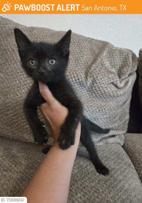 Found/Stray Male Cat last seen Pleasanton Rd., San Antonio, TX 78221