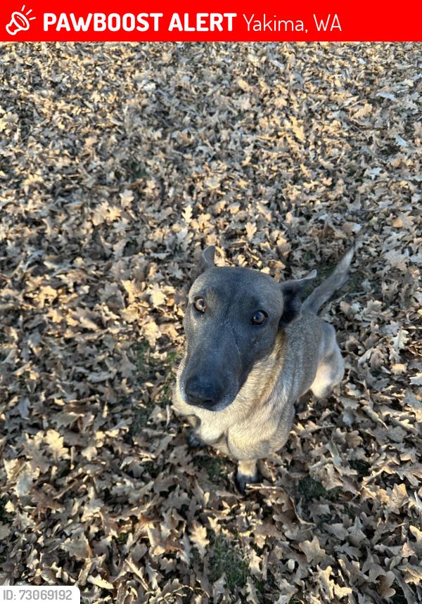 Lost Female Dog last seen 15th&tieton, Yakima, WA 98902